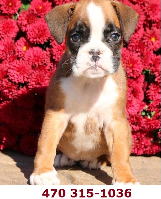 Boxer Puppies For Sale Southwest Portland, OR 265629