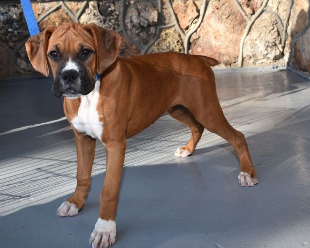 Boxer Puppies For Sale Atlanta, GA 265953 Petzlover