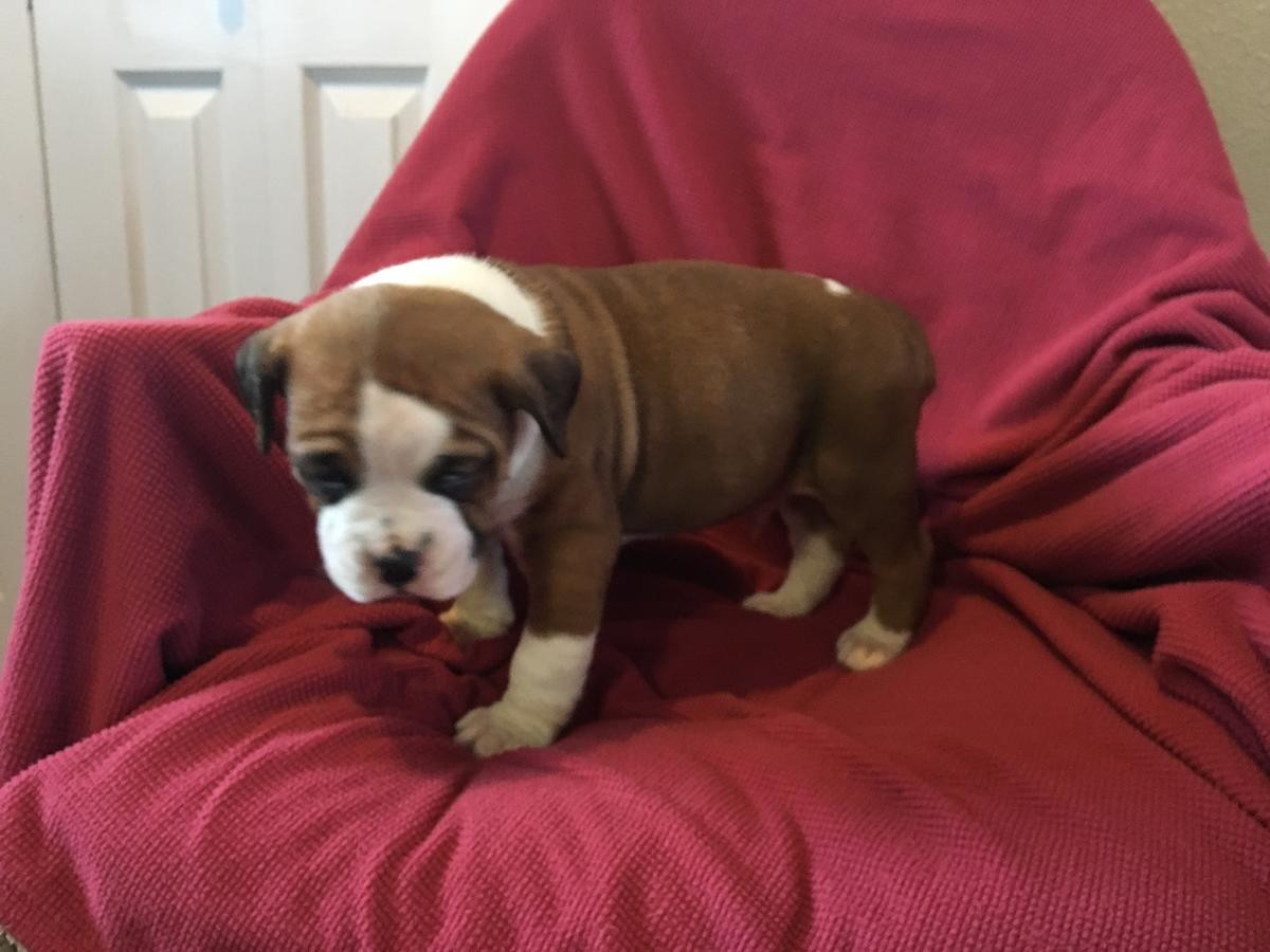 Boxer Puppies For Sale Philadelphia, PA 268450