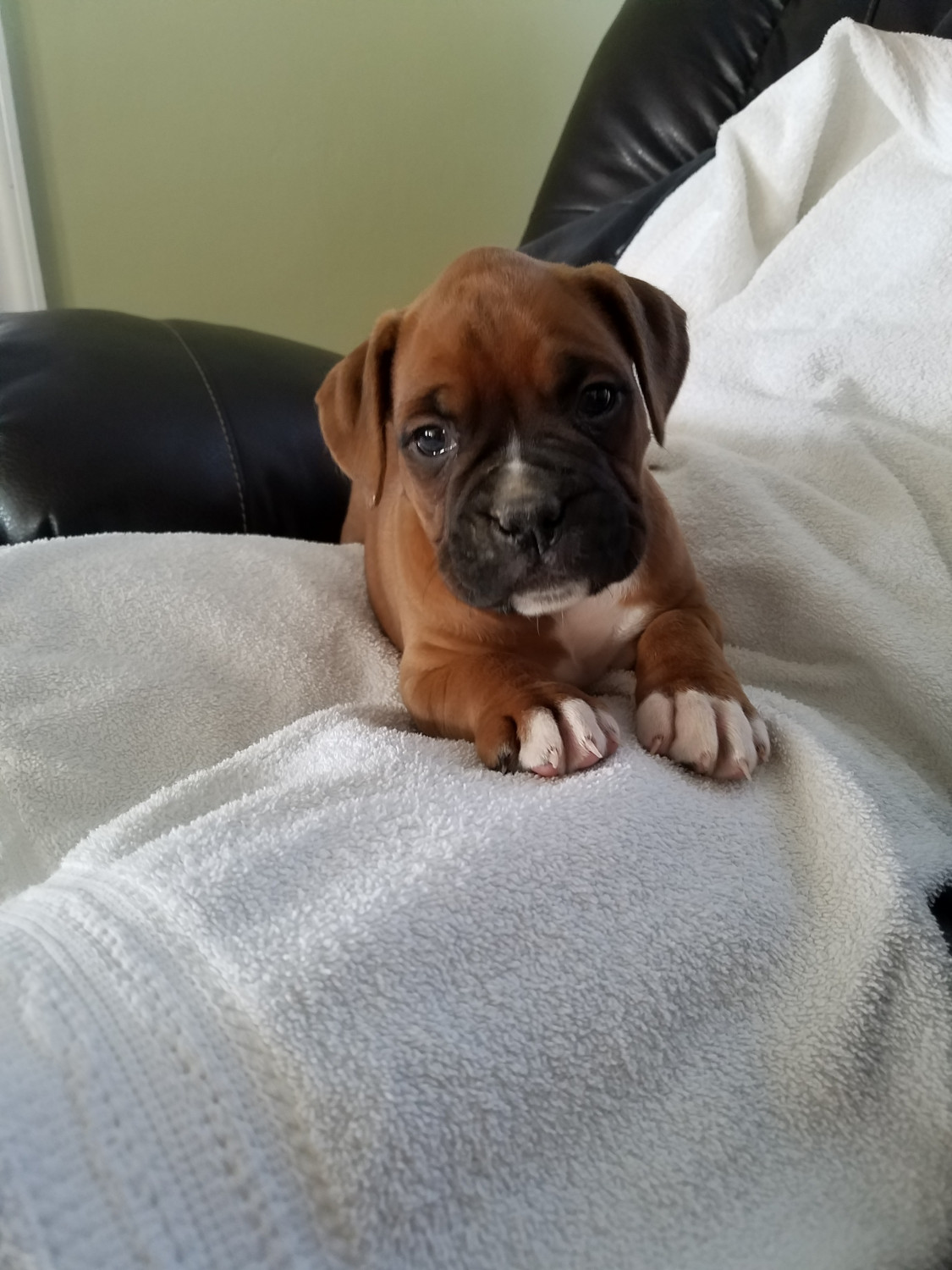 Boxer Puppies For Sale New Vienna, OH 268998 Petzlover