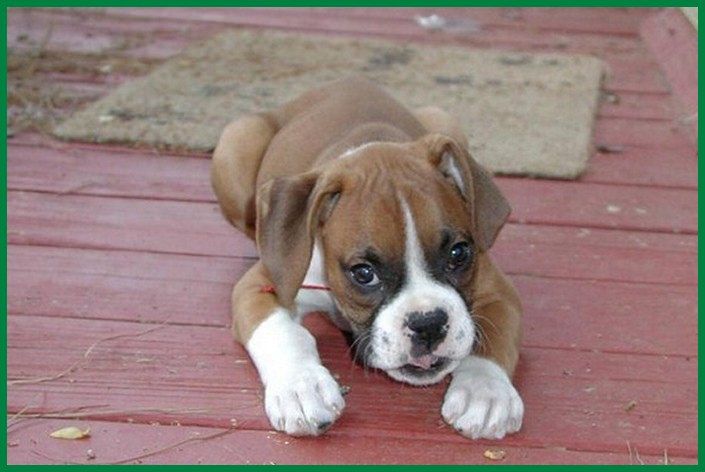 Boxer Puppies For Sale North Carolina 55, NC 269451