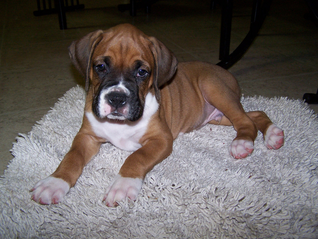 Boxer Puppies For Sale Texas 249, TX 269460 Petzlover