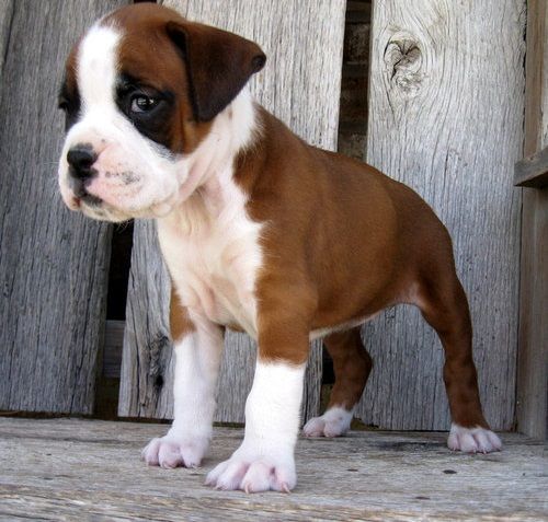 Boxer Puppies For Sale Dallas, TX 271033 Petzlover