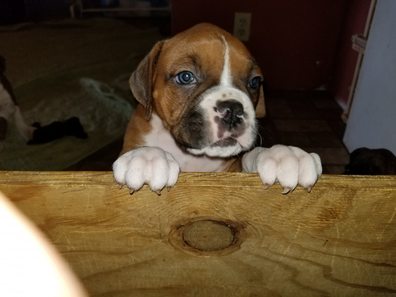 Boxer Puppies For Sale Justin, TX 271760 Petzlover