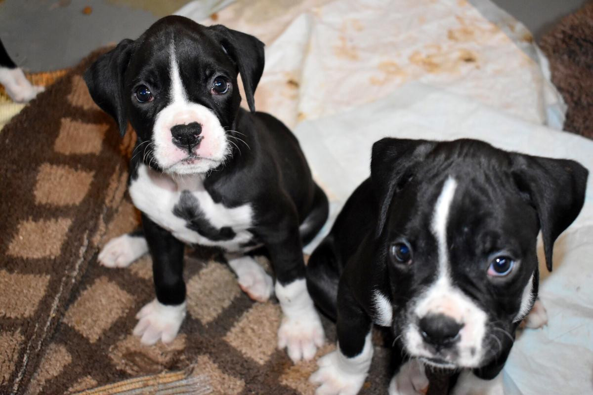 Boxer Puppies For Sale New York, NY 271856 Petzlover