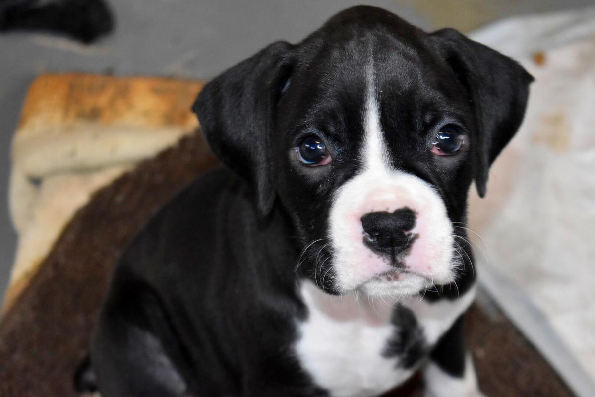 Boxer Puppies For Sale San Jose, CA 272021 Petzlover