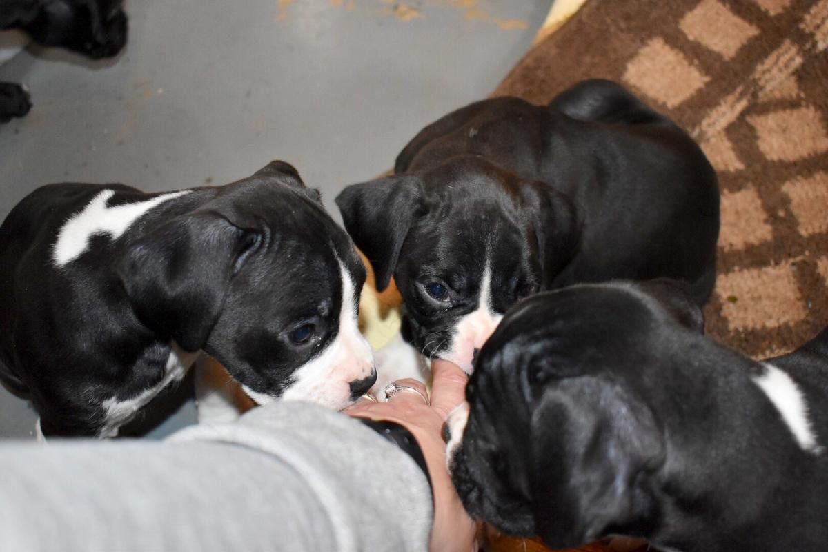 Boxer Puppies For Sale Phoenix, AZ 272359 Petzlover