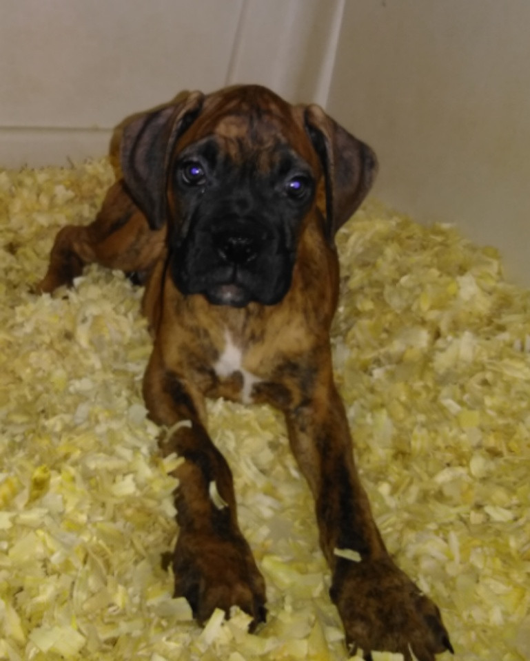Boxer Puppies For Sale | Eden, NC #279310 | Petzlover