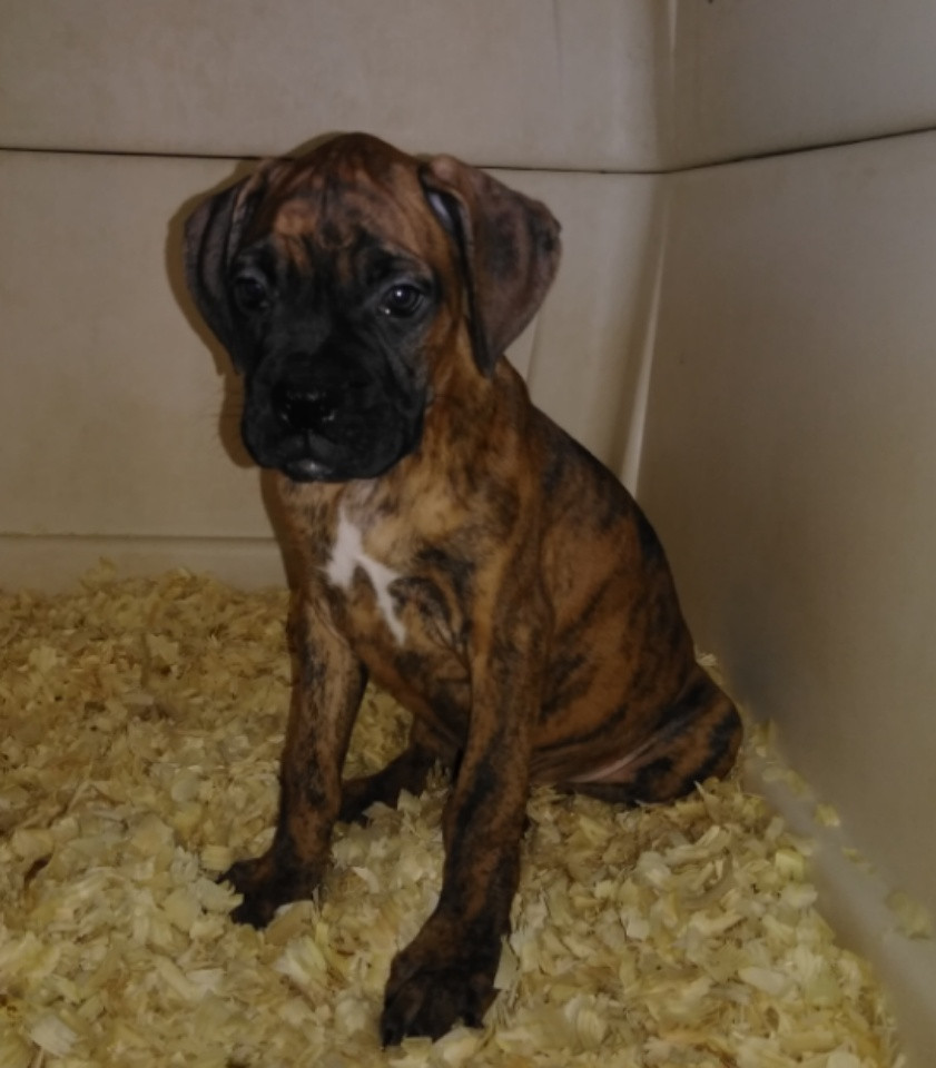 Boxer Puppies For Sale Eden, NC 279310 Petzlover
