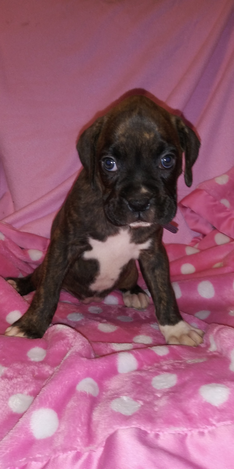 "Boxer" Puppies For Sale Peachtree Corners, GA 277860
