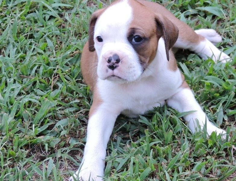 Boxer Puppies For Sale Houston, TX 282278 Petzlover