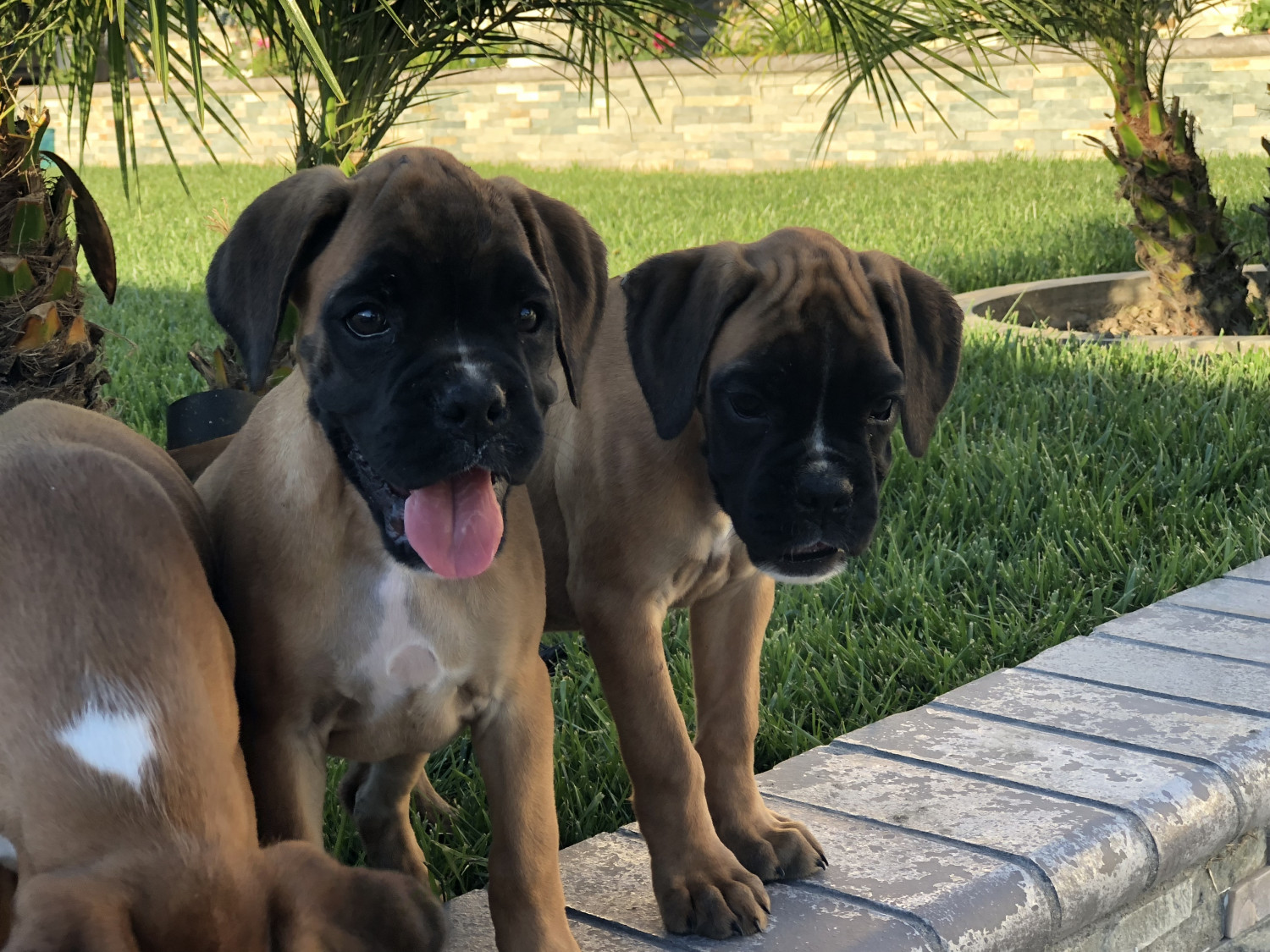 Boxer Puppies For Sale Buena Park, CA 283099 Petzlover