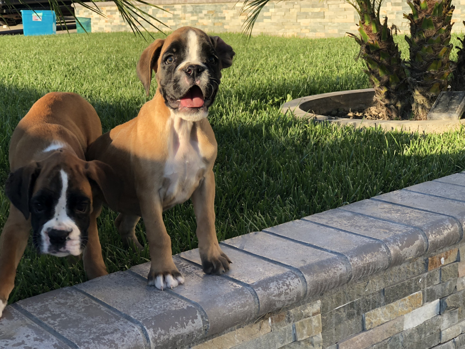 Boxer Puppies For Sale Buena Park, CA 283099 Petzlover