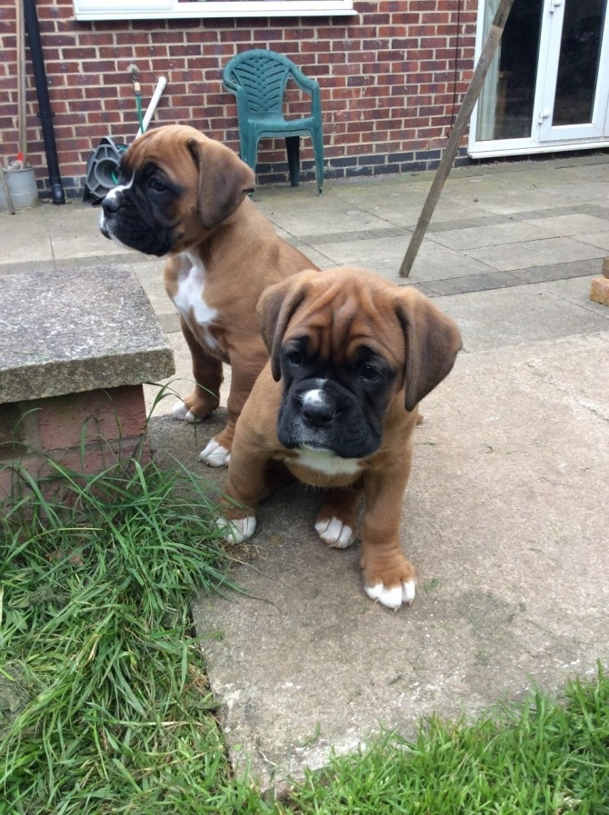 local boxer puppies for sale