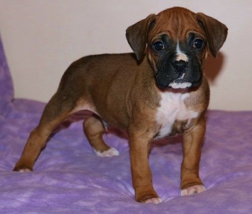 Boxer Puppies For Sale St. Louis, MO 248324 Petzlover
