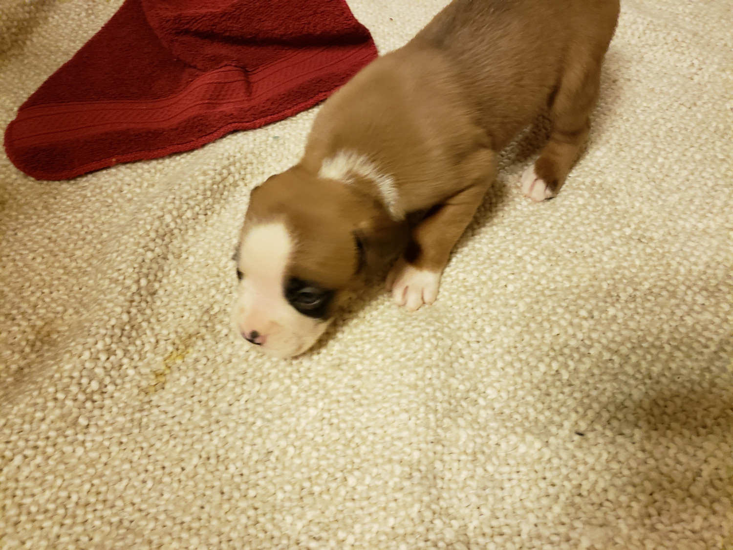 Boxer Puppies For Sale Tucson, AZ 285670 Petzlover
