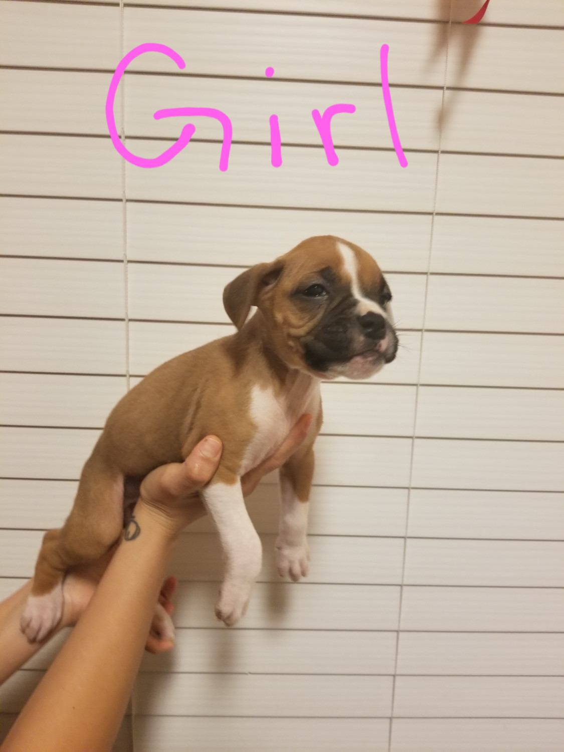 Boxer Puppies For Sale Palmdale, CA 288099 Petzlover