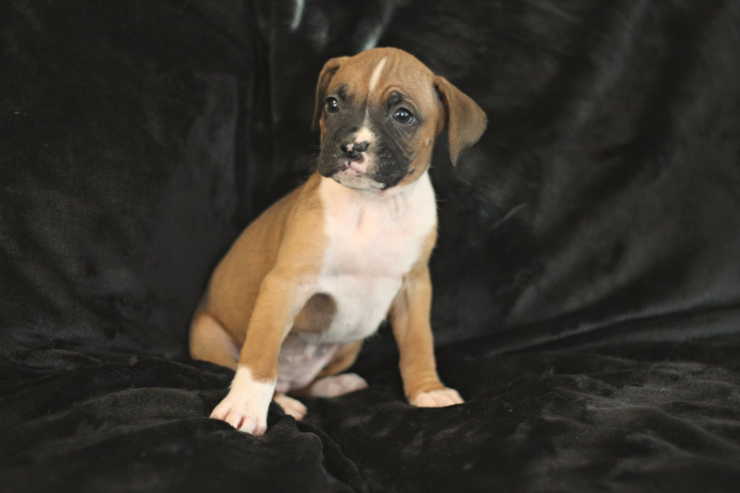 Boxer Puppies For Sale Live Oak, FL 289403 Petzlover