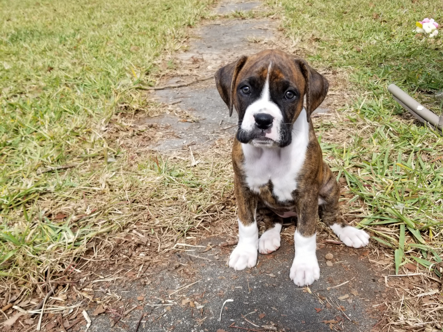 Boxer Puppies For Sale Ocala, FL 289693 Petzlover