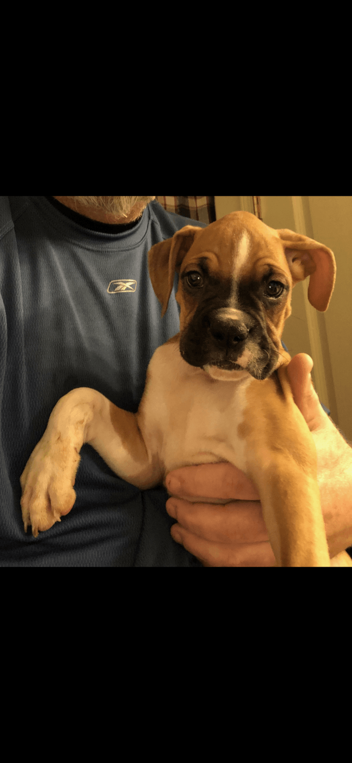 Boxer Puppies For Sale Tucson, AZ 289851 Petzlover