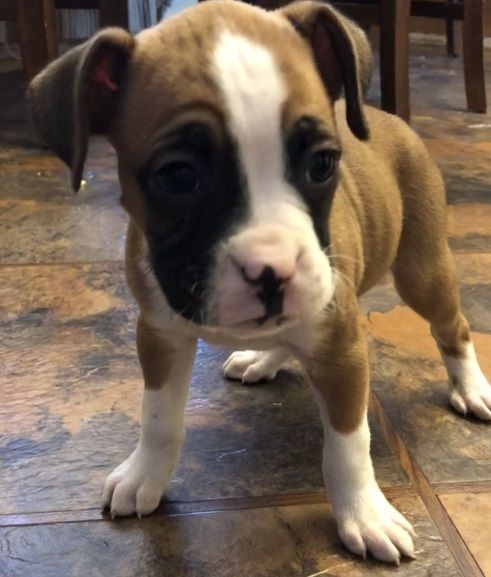 Beautiful Flashy Fawn Male and Female Boxer Puppies.