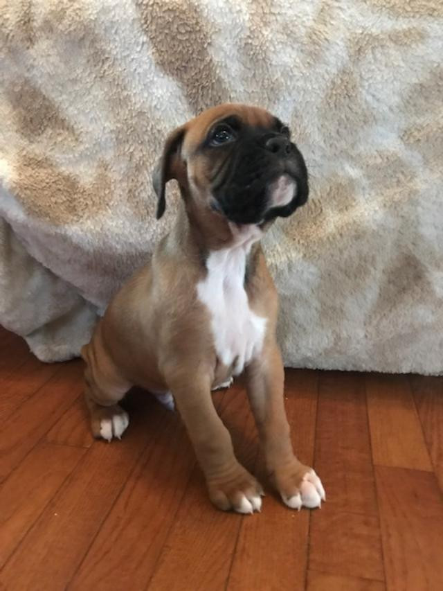Boxer Puppies For Sale Hackettstown, NJ 291575