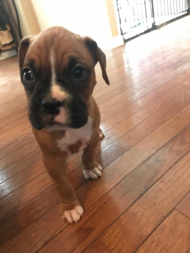 Boxer Puppies For Sale Hackettstown, NJ 291575