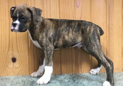 Boxer Puppies Pa Boxer Puppies For Sale In PA / Find