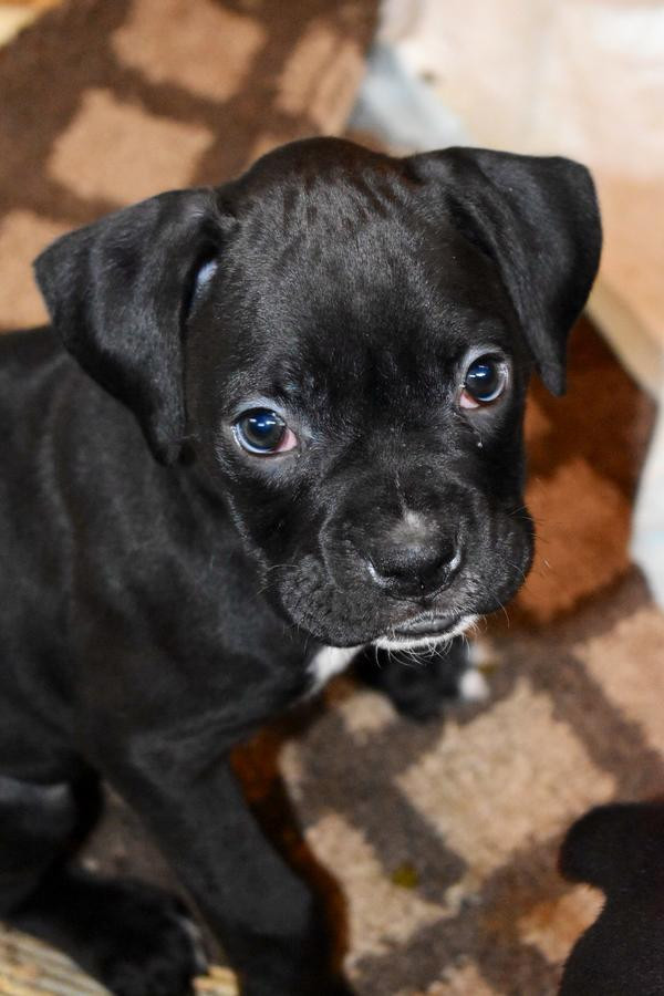 Boxer Puppies For Sale Chicago, IL 294940 Petzlover