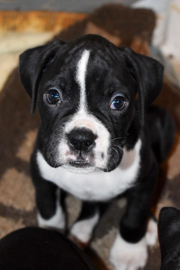Boxer Puppies For Sale Chicago, IL 294940 Petzlover