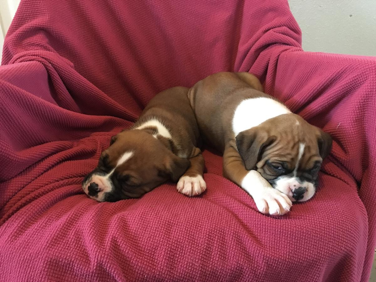Boxer Puppies For Sale New York, NY 295344 Petzlover