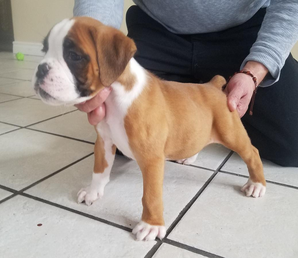 Boxer Puppies For Sale New York, NY 295344 Petzlover