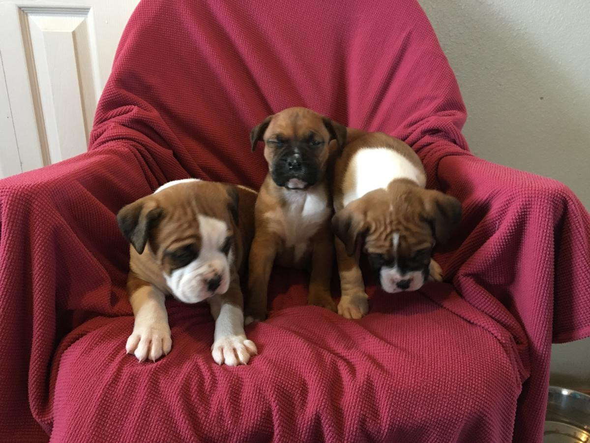Boxer Puppies For Sale New York, NY 295344 Petzlover