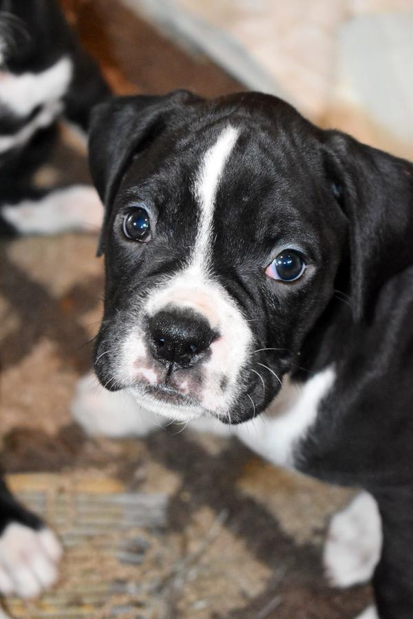 Boxer Puppies For Sale Phoenix, AZ 295830 Petzlover