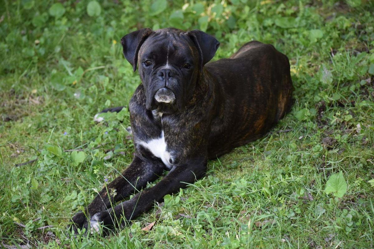 Boxer Puppies For Sale Phoenix, AZ 295830 Petzlover