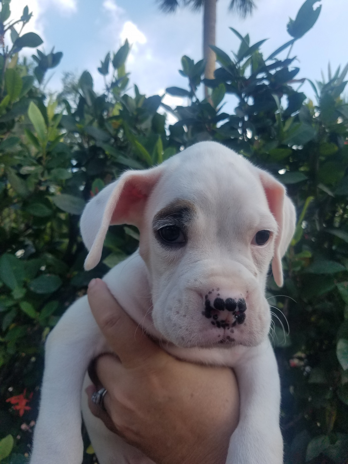 Boxer Puppies For Sale Fort Myers, FL 297926 Petzlover