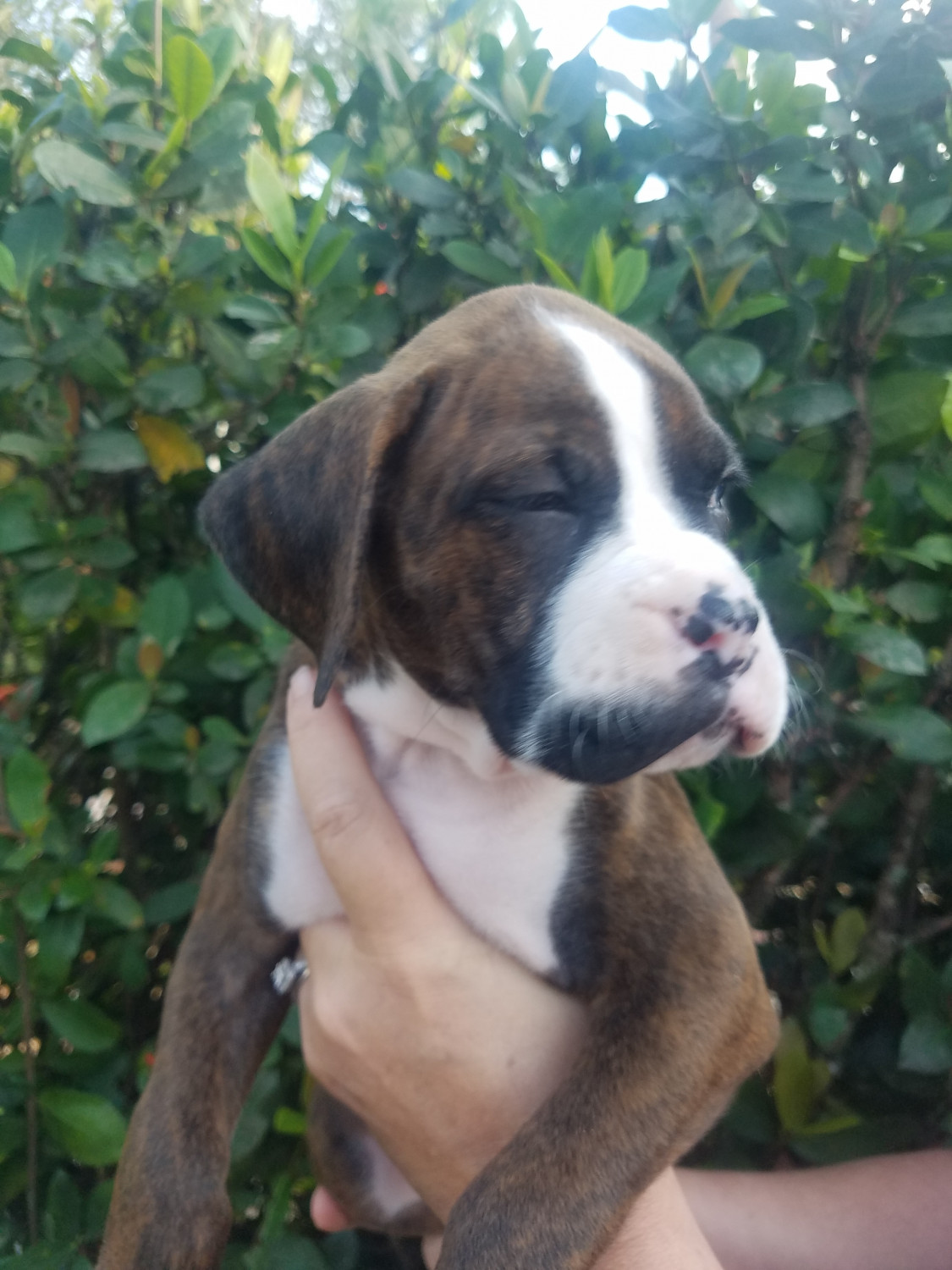 Boxer Puppies For Sale Fort Myers, FL 297926 Petzlover