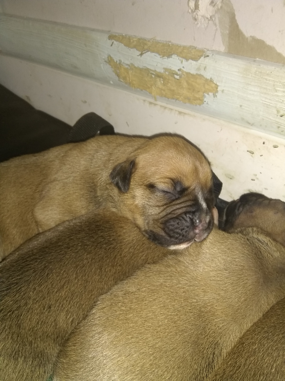 Boxer Puppies Texas Boxer Puppies For Sale Quinlan, TX