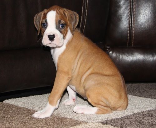 Boxer Puppies For Sale Sycamore, IL 298502 Petzlover