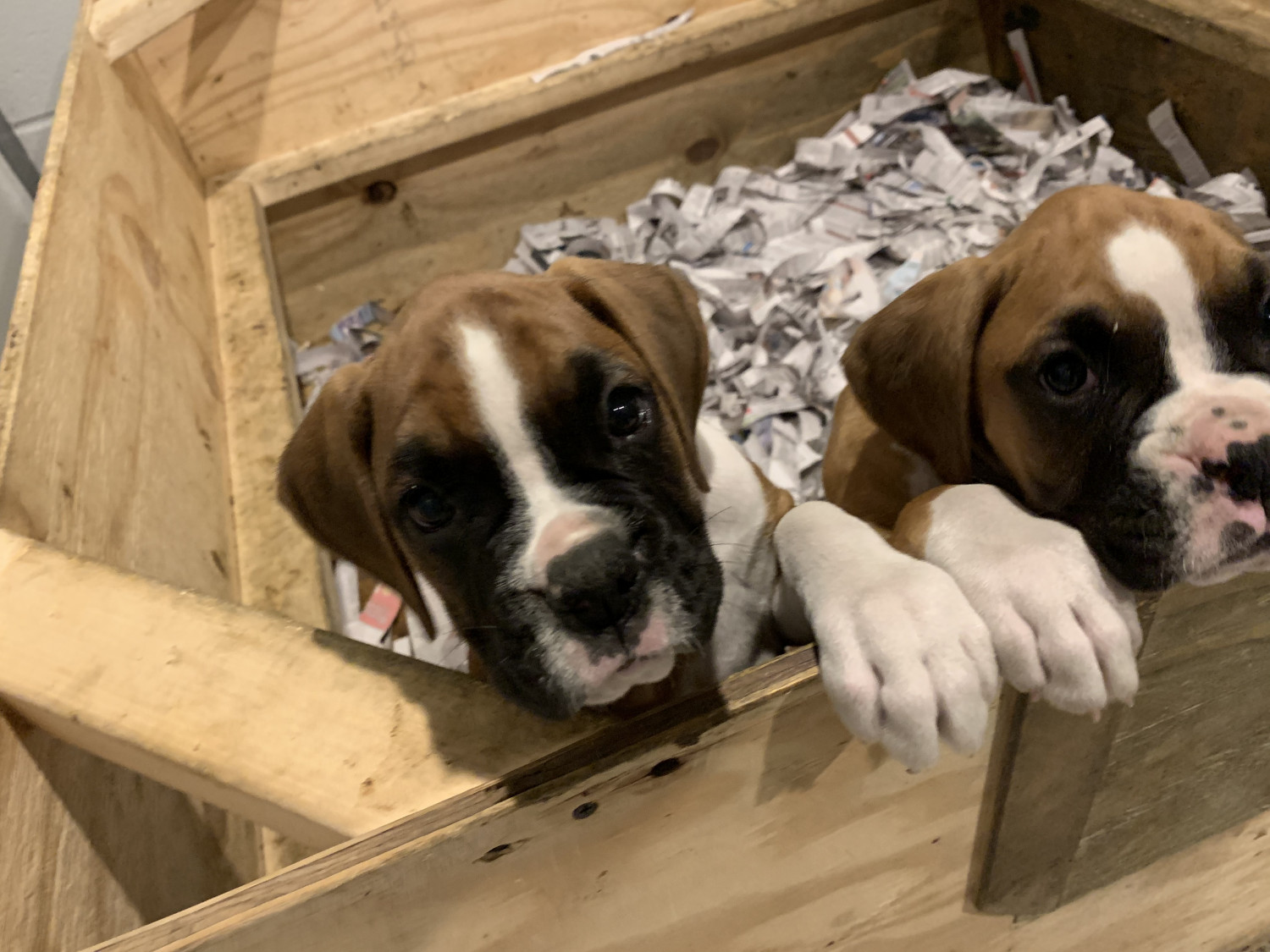 Boxer Puppies For Sale Ansonia, CT 299750 Petzlover