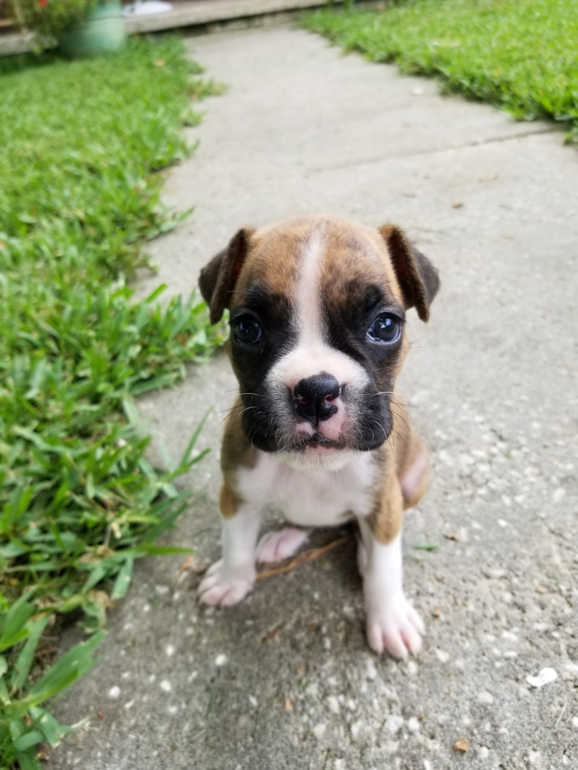 Boxer Puppies For Sale Ocala, FL 300395 Petzlover