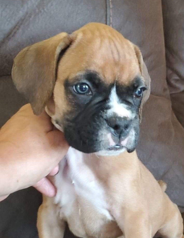 Boxer Puppies For Sale Harpers Ferry, IA 301698