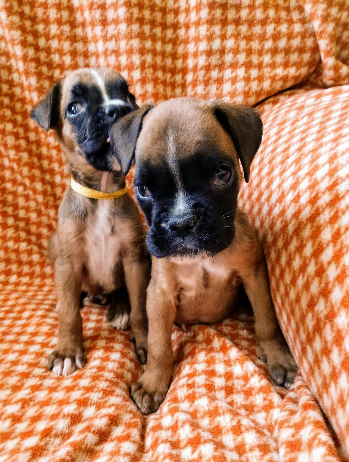 Boxer Puppies For Sale Saratoga Road, Glenville, NY 302137