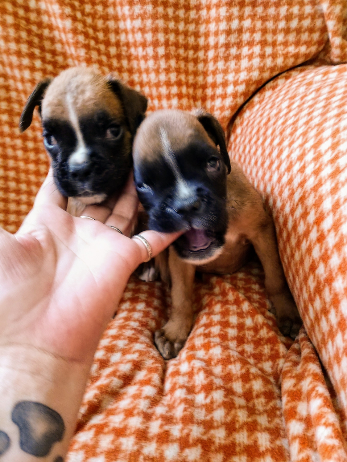 Boxer Puppies For Sale Saratoga Road, Glenville, NY 302137
