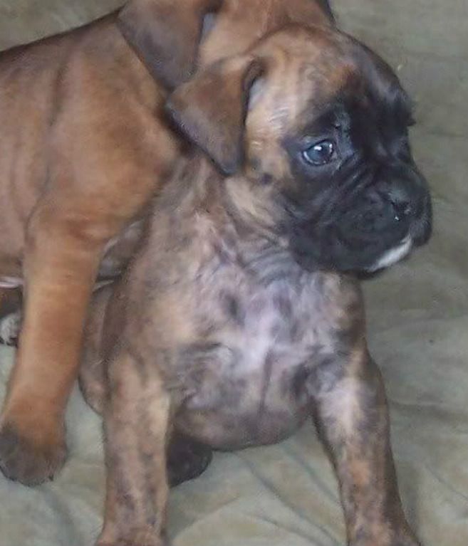 Boxer Puppies For Sale Central New York, NY 302776