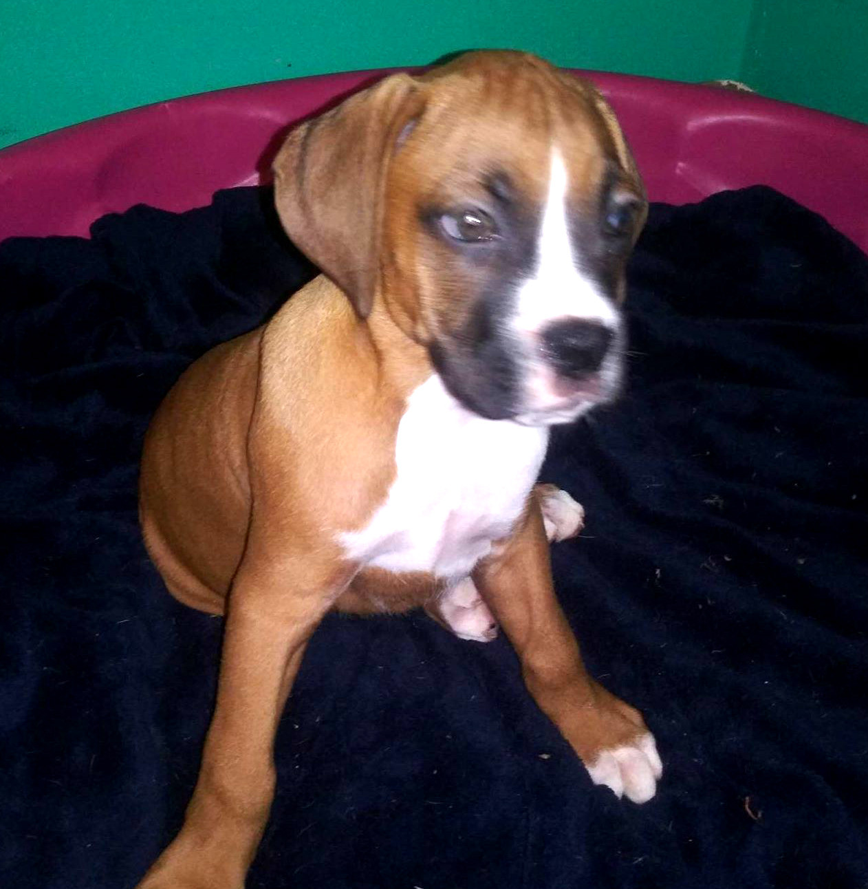 Boxer Puppies For Sale Central New York, NY 302776