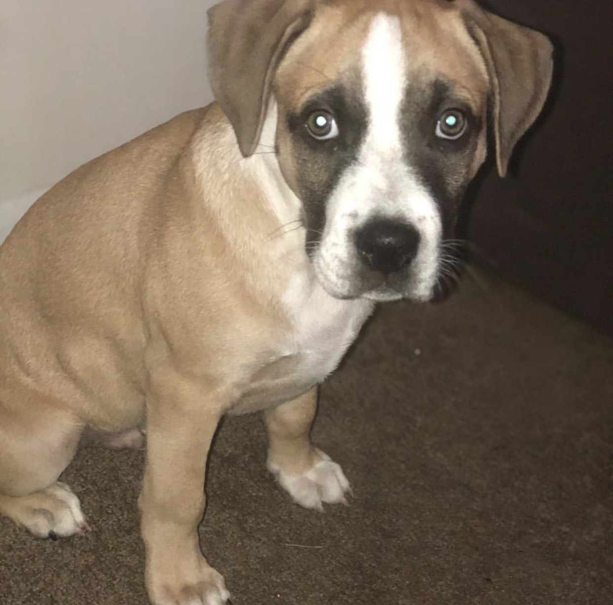 Boxer Puppies For Sale Columbus, OH 303280 Petzlover