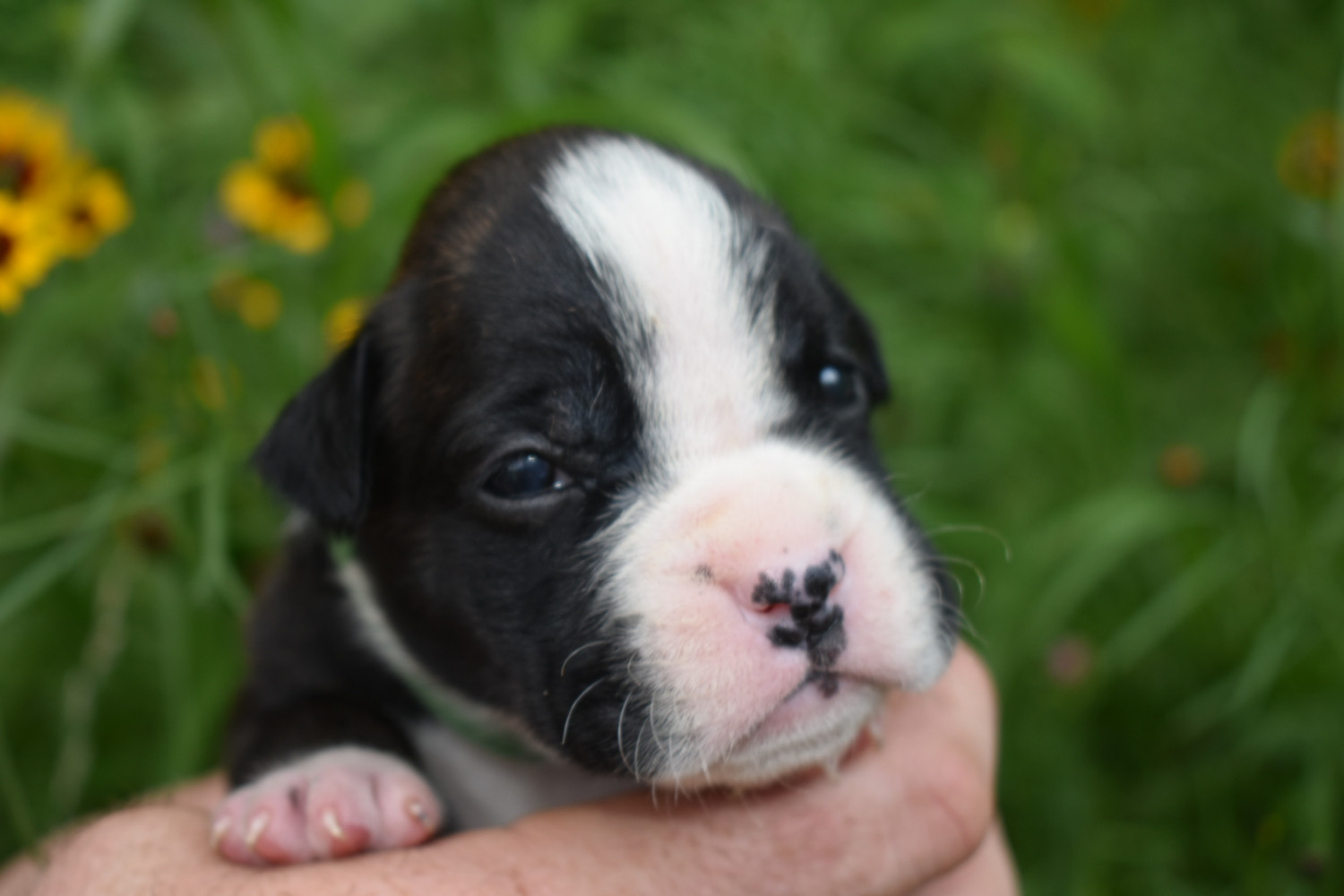 Boxer Puppies For Sale Draper, VA 303762 Petzlover