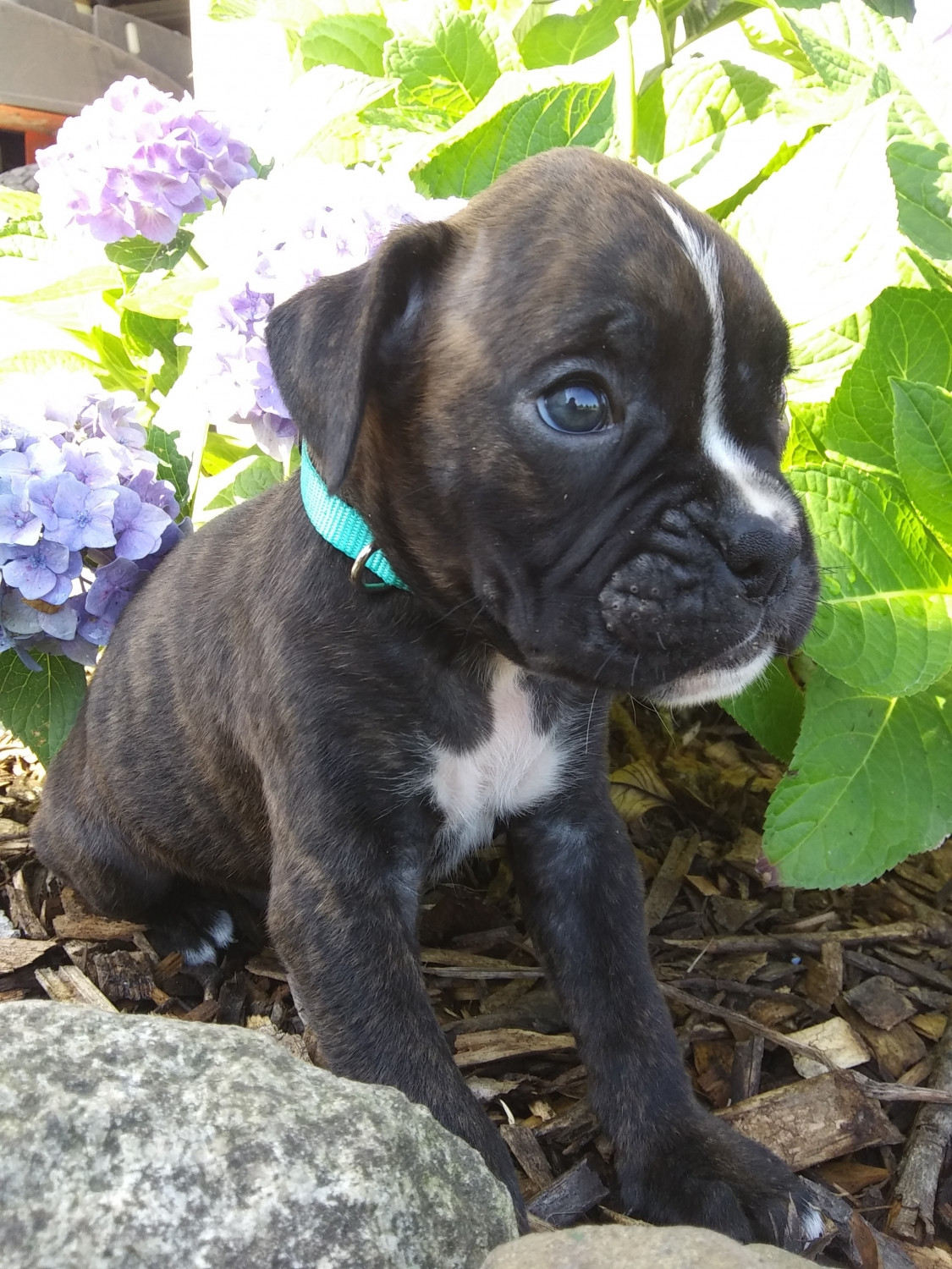 boxer puppy for sale