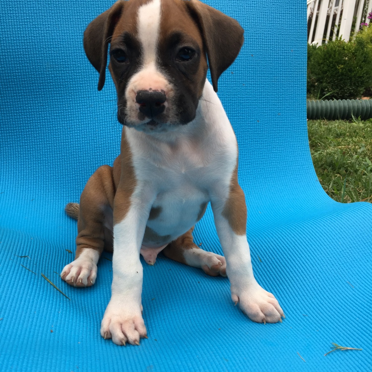 Boxer Puppies Nj Boxer Puppy for Sale Adoption, Rescue